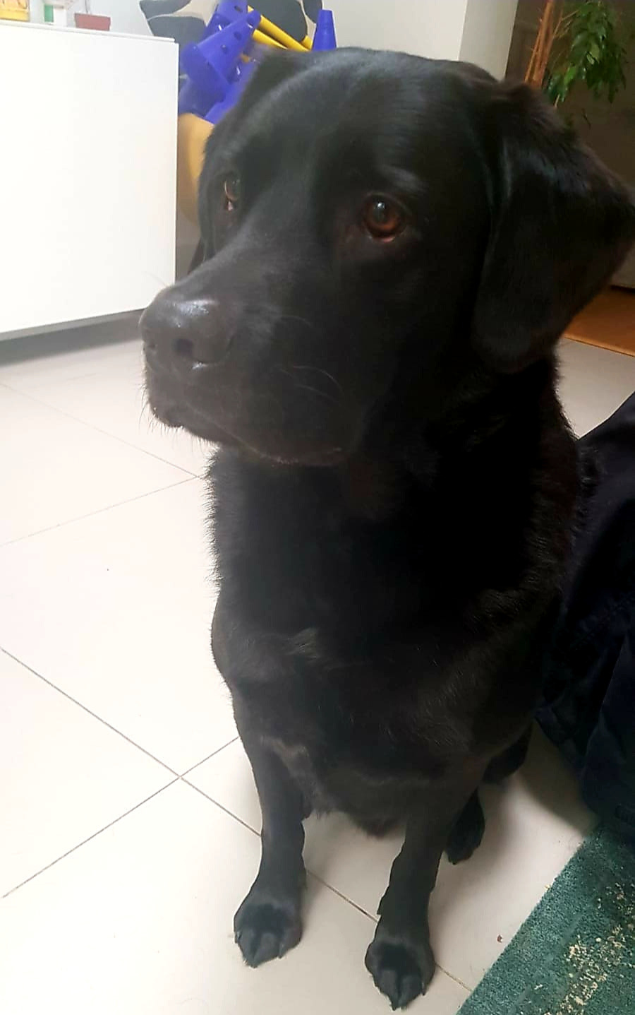 Bertie