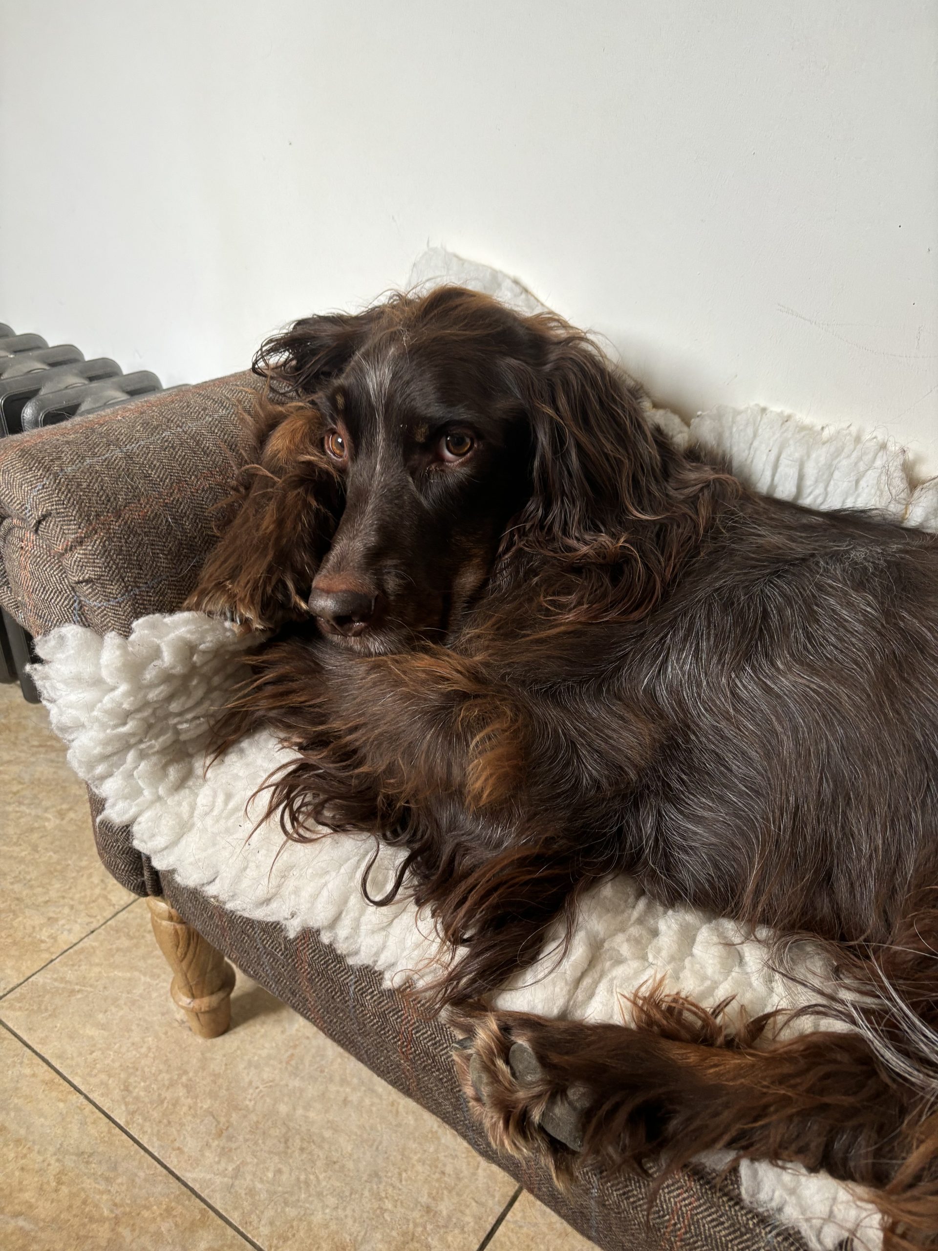 Purdey