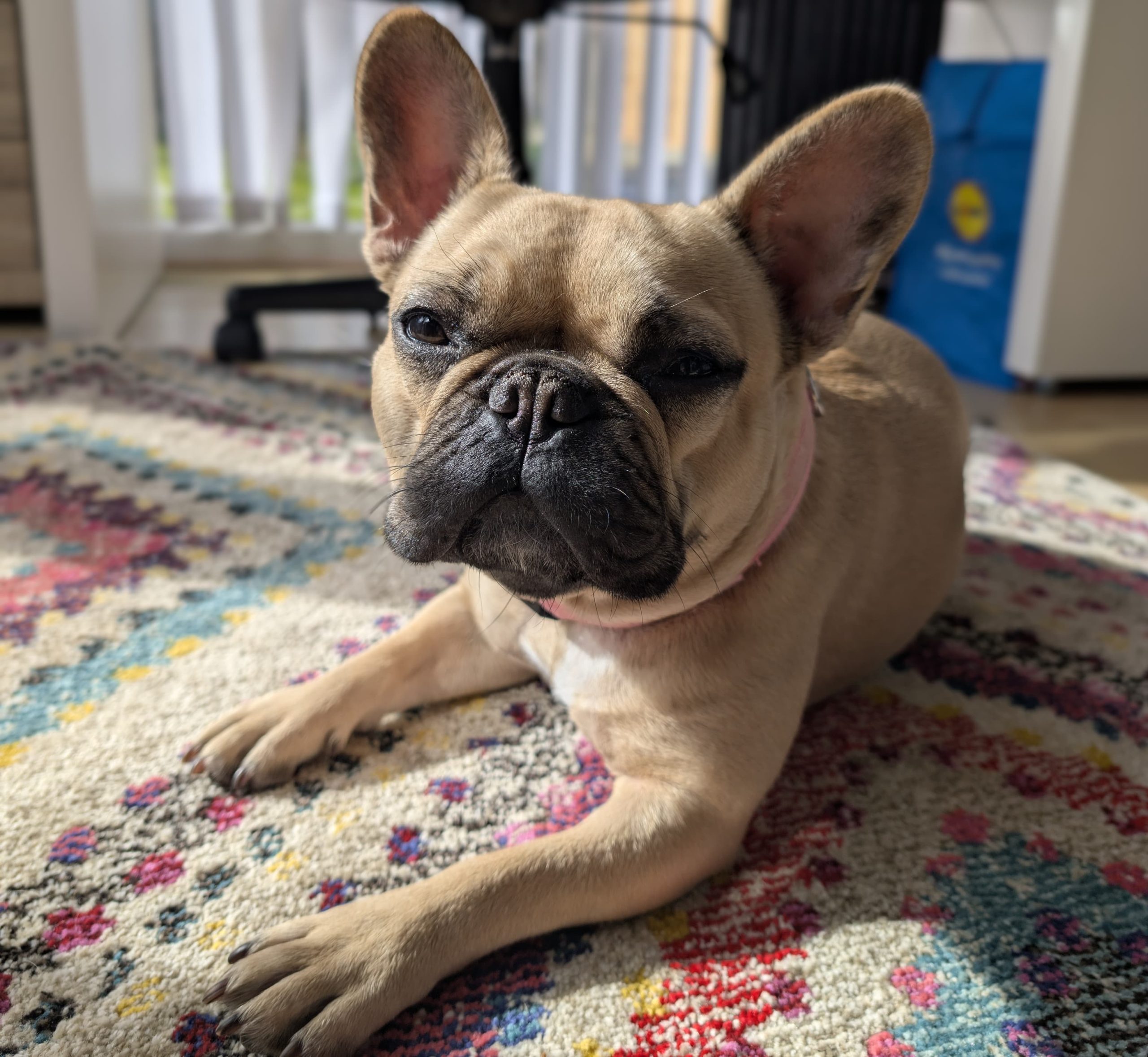 Piper